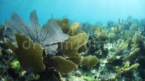 加勒比海美丽的珊瑚礁和海迷视频的预览图