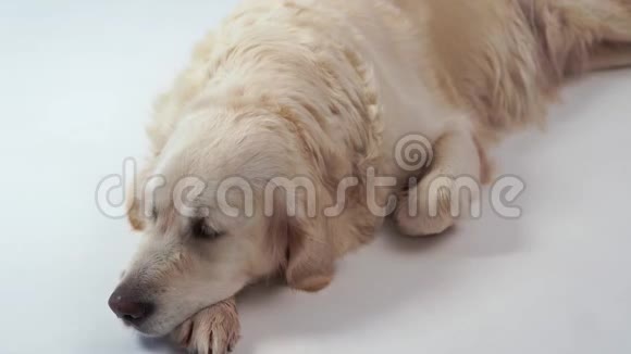 可爱的狗白色背景下美丽的金色猎犬的肖像视频的预览图