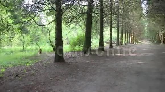 森林公路视频的预览图