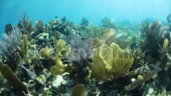加勒比海健康珊瑚礁视频的预览图