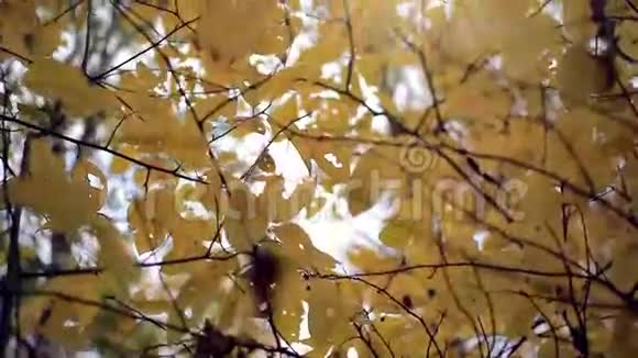 秋天的黄叶带天空背景视频的预览图
