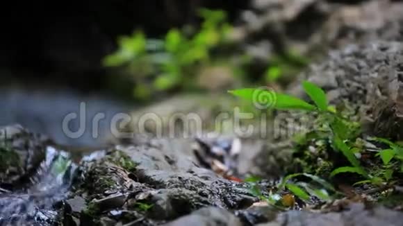 近距离观看溪流瀑布和植物视频的预览图
