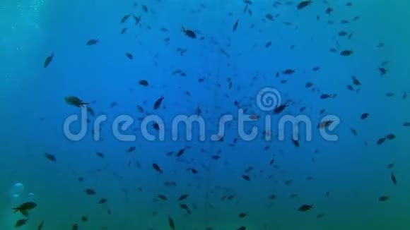 深水鱼游泳视频的预览图