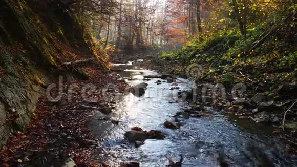 秋林中的河流五颜六色的叶子视频的预览图