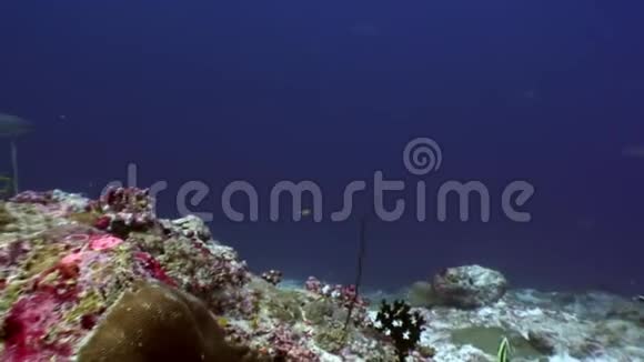 珊瑚礁鲨鱼水下的背景惊人的珊瑚在海底马尔代夫视频的预览图
