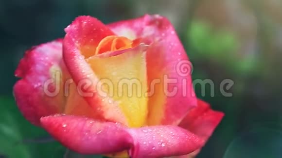 粉红色黄色玫瑰带水滴视频的预览图