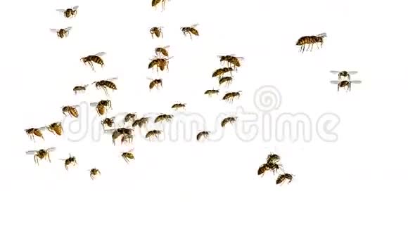 大黄蜂视频的预览图