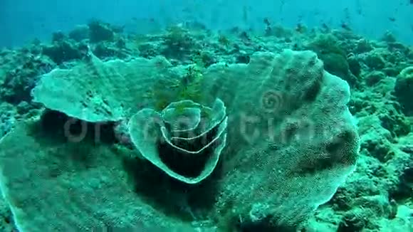 潜水马尔代夫珊瑚视频的预览图