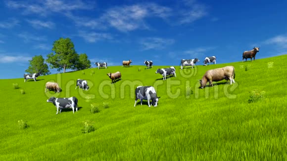 奶牛在绿色草地上放牧4K视频的预览图