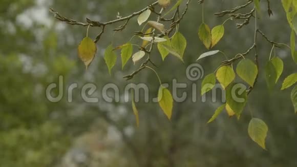 秋天的树初雪风中的树叶视频的预览图