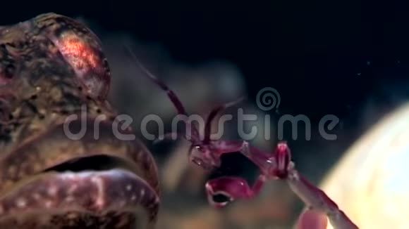 海底的海象奇异的鱼视频的预览图