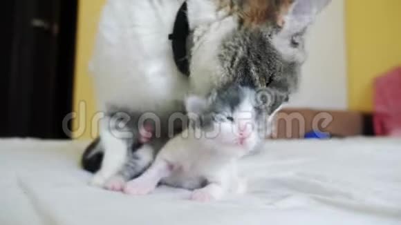 幸福的家庭猫妈妈和新生的小猫孩子们猫喂小猫猫的生活方式舔小猫国内国内视频的预览图