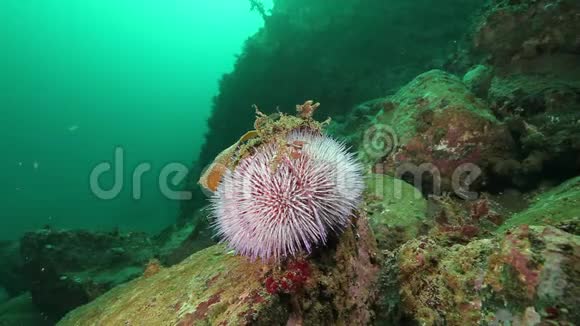 巴伦支海海底放线菌的海葵视频的预览图