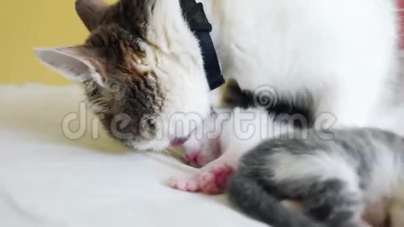 幸福的家庭猫妈妈和生活方式新生的小猫孩子们猫舔小猫家畜概念视频的预览图