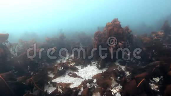 巴伦支海海底背景下的巨型海藻视频的预览图