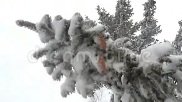 雪的常绿锥雪霜的下午视频的预览图