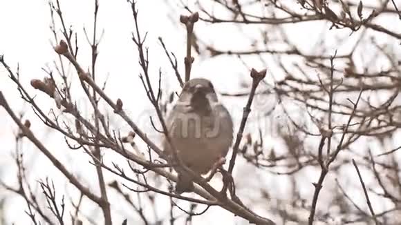 鸟雀坐在大自然的树枝上视频的预览图