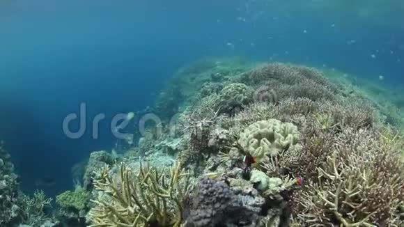 拉贾安帕特美丽的珊瑚和鱼群视频的预览图