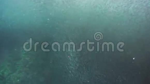 蓝色的水上沙丁鱼视频的预览图