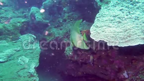热带海洋不同颜色的鱼类和珊瑚的水下景观视频的预览图
