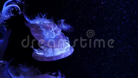 特写水母美杜莎在鱼缸与霓虹灯水母是一种自由游动的海洋腔肠带有果冻状的钟或视频的预览图