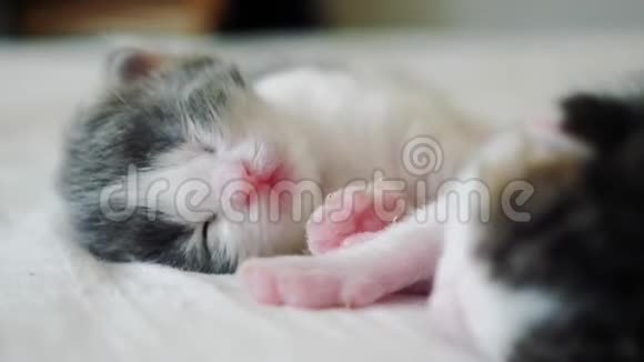 有趣的视频两只宠物可爱的新生小猫睡在生活方式的床上团队合作宠物概念宠物概念小猫视频的预览图
