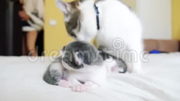 幸福的家庭猫妈妈和新生的小猫孩子们猫舔小猫生活方式家庭动物概念视频的预览图