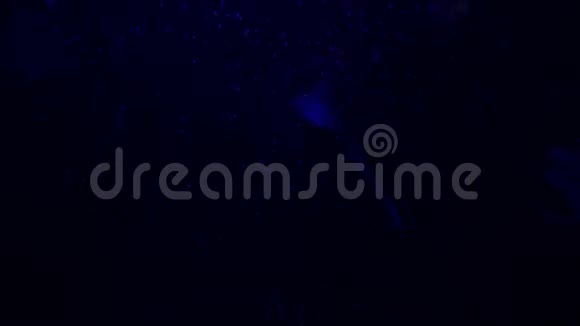 特写水母美杜莎在鱼缸与霓虹灯水母是一种自由游动的海洋腔肠带有果冻状的钟或视频的预览图
