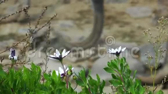 大自然的美丽花朵视频的预览图