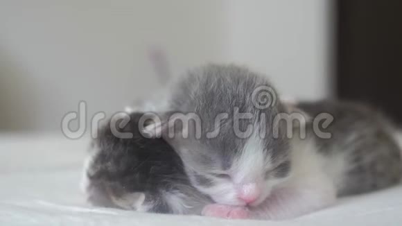 搞笑视频两只可爱的新生小猫在床上集体睡觉宠物概念宠物生活方式概念小猫条纹视频的预览图
