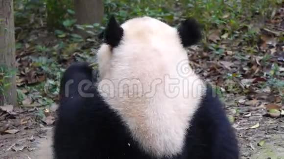 熊猫吃竹子视频的预览图