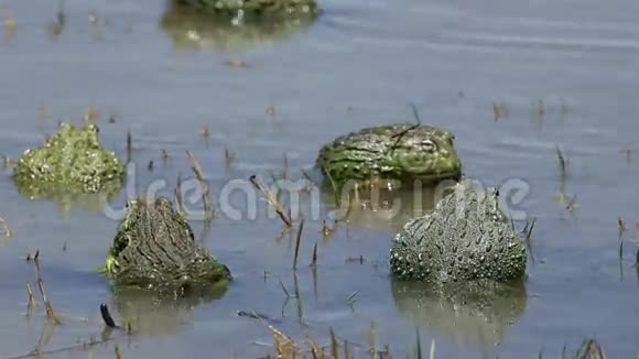 与非洲巨型牛蛙交配视频的预览图