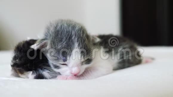 搞笑视频两只可爱生活方式新生小猫睡觉团队在床上宠物概念宠物概念小猫条纹视频的预览图
