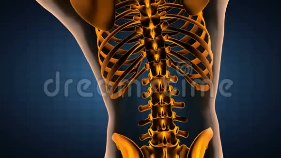 人体脊柱X线扫描视频的预览图
