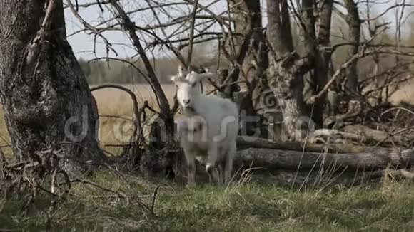 农场里的白色山羊视频的预览图
