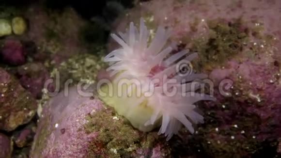 巴伦支海海底的海葵视频的预览图