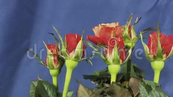 盛开的玫瑰视频的预览图