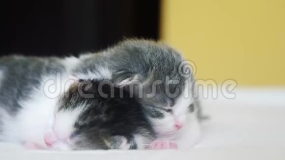 两只可爱的新生小猫在床上集体睡觉生活方式宠物概念宠物概念小猫条纹睡眠视频的预览图