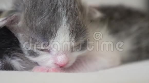 搞笑视频两只可爱的新生小猫在床上集体睡觉宠物概念生活方式宠物概念小猫条纹视频的预览图