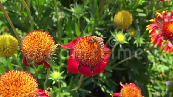 有翅膀的蜜蜂慢慢地飞向植物从花中收集蜂蜜的花蜜视频的预览图