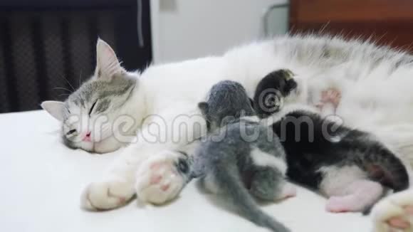 猫幸福的家庭妈妈和新生的小猫孩子们猫喂养生活方式的小猫猫舔小猫国内国内视频的预览图