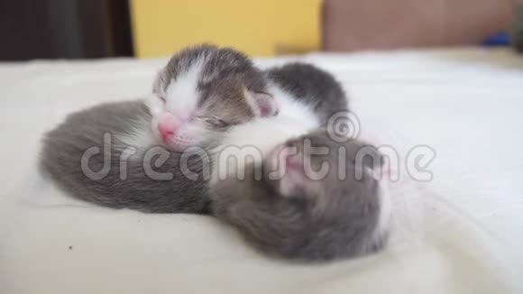 搞笑视频两只宠物可爱新生小猫睡觉团队在床上宠物概念宠物概念小猫视频的预览图