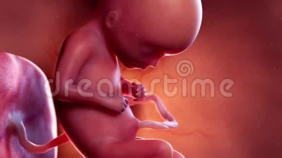 胎儿第17周视频的预览图