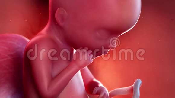 胎儿第19周视频的预览图