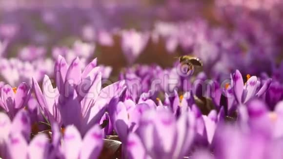 日落时分的野生紫色番红花野生春花番红花之美视频的预览图