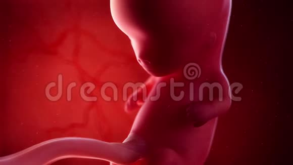 胎儿第10周视频的预览图