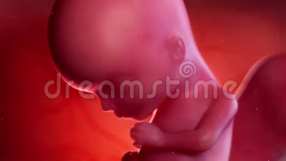 胎儿第15周视频的预览图