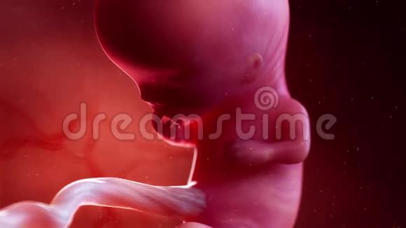 胎儿第11周视频的预览图