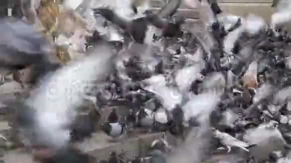 巨大的鸽子群在城市公园里吃面包慢动作视频的预览图