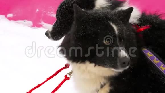 比赛前哈士奇雪橇狗视频的预览图